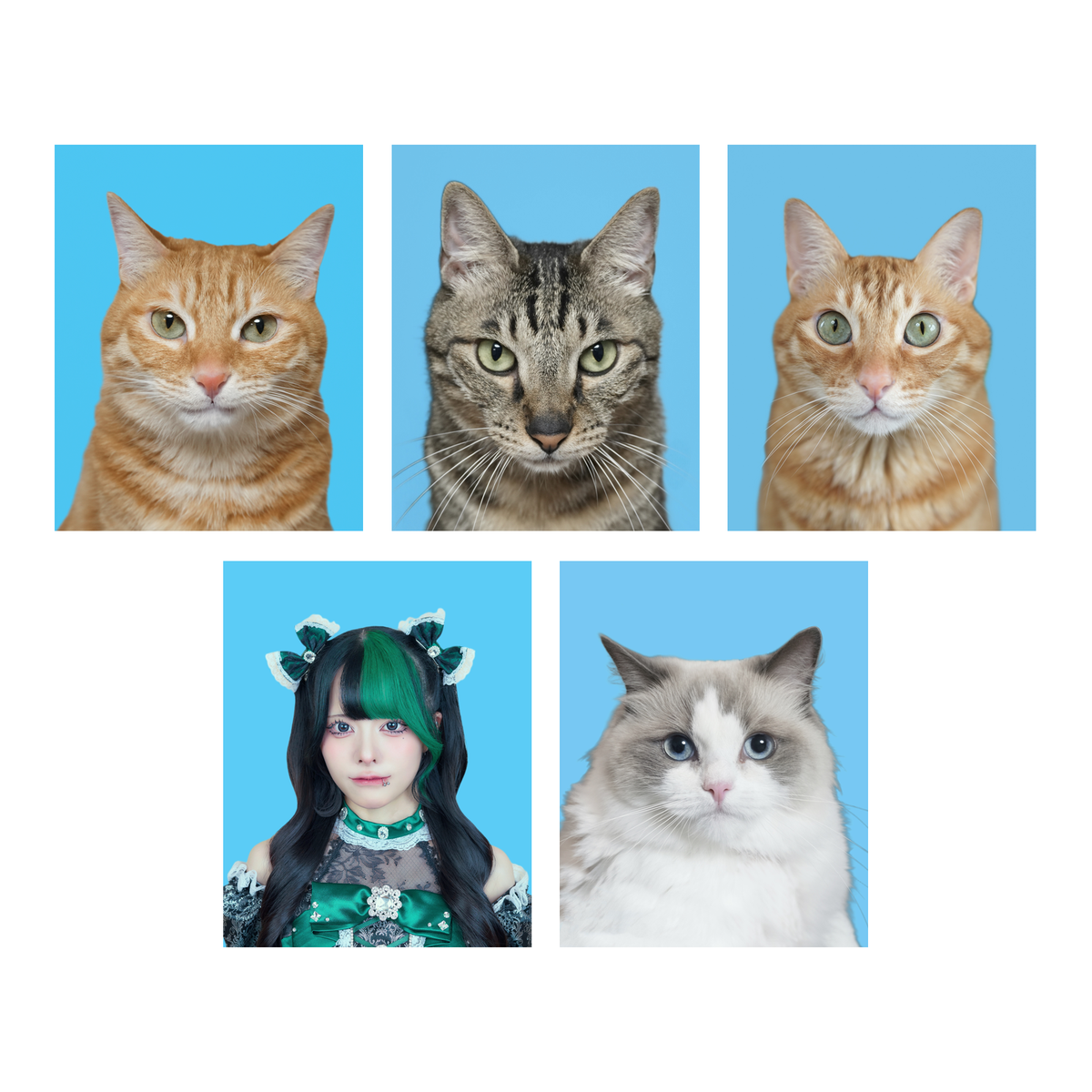 ゆら猫生誕祭 緑の他人の猫の証明写真